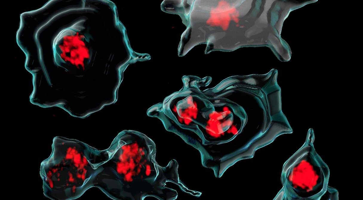 Тромбоцити можуть стати новою зброєю проти раку