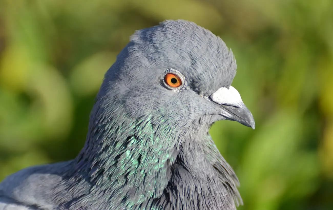 “Всім стояти! Це пограбування!”. Голуб залетів у супермаркет та насмішив українців (Фото)