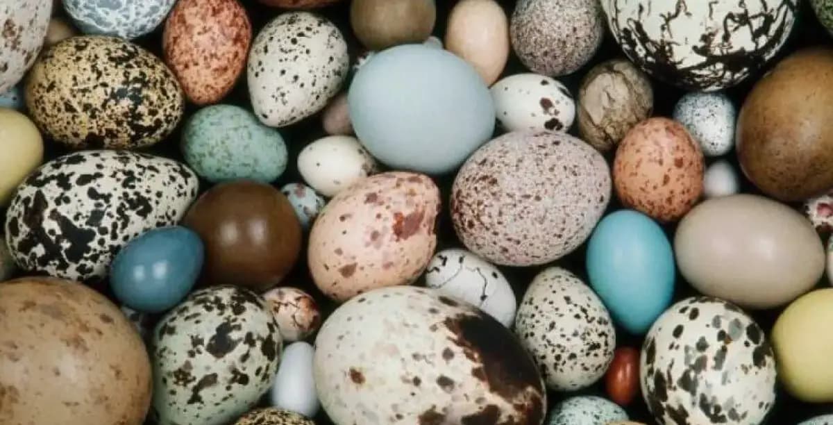 У Китаї знайшли понад 3000 яєць динозаврів