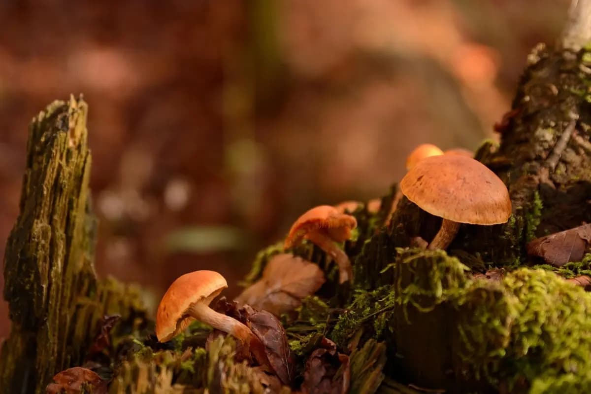 Гороскоп на 10 жовтня 2025 року: день, коли інтуїція підкаже шлях кожному знаку Зодіаку