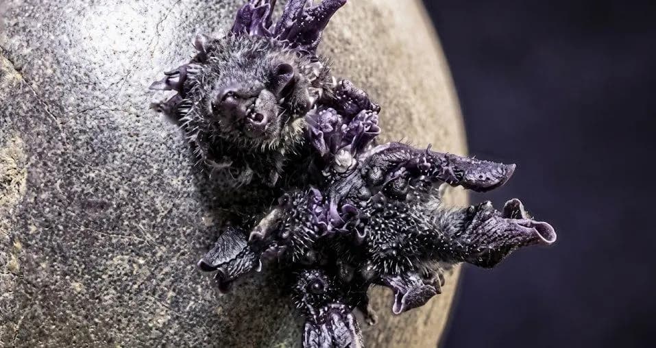 Астронавт показав загадкову істоту на борту МКС