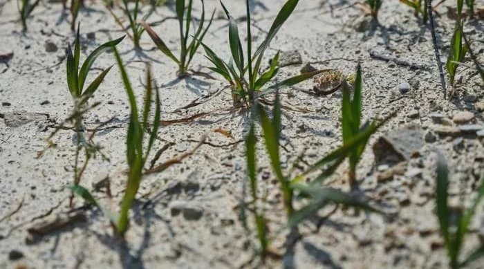 Вчені попереджають про глобальну деградацію ґрунтів