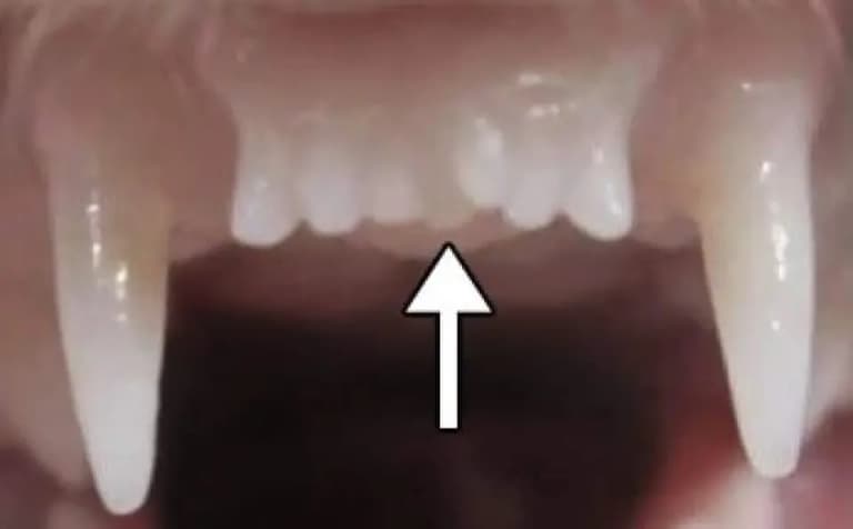 Розпочато клінічні випробування препарату для регенерації зубів у людини