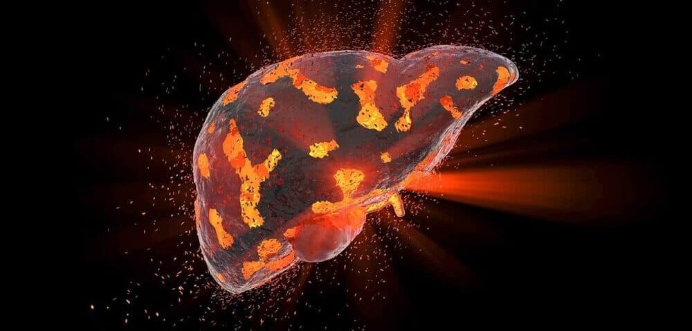 Вчені з’ясували, чому алкоголь заважає відновленню печінки навіть після відмови