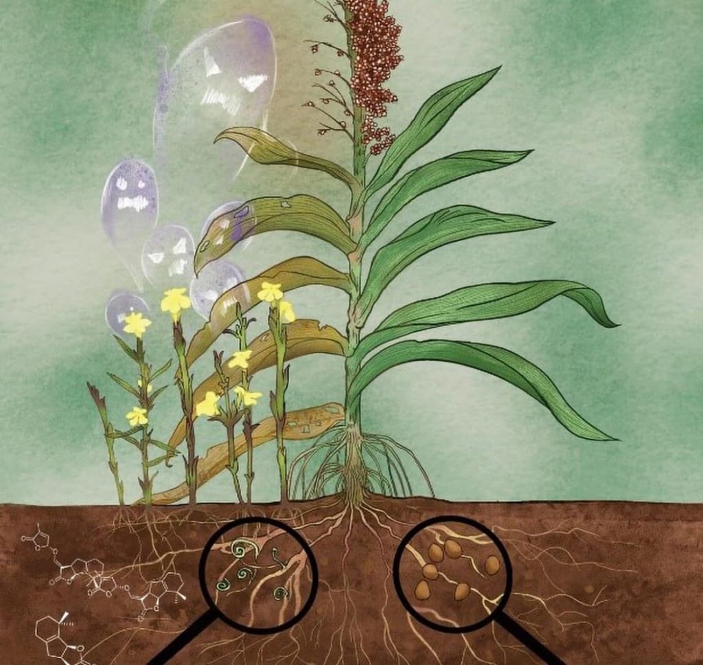 Вчені виявили ключові гени для боротьби з паразитами культур