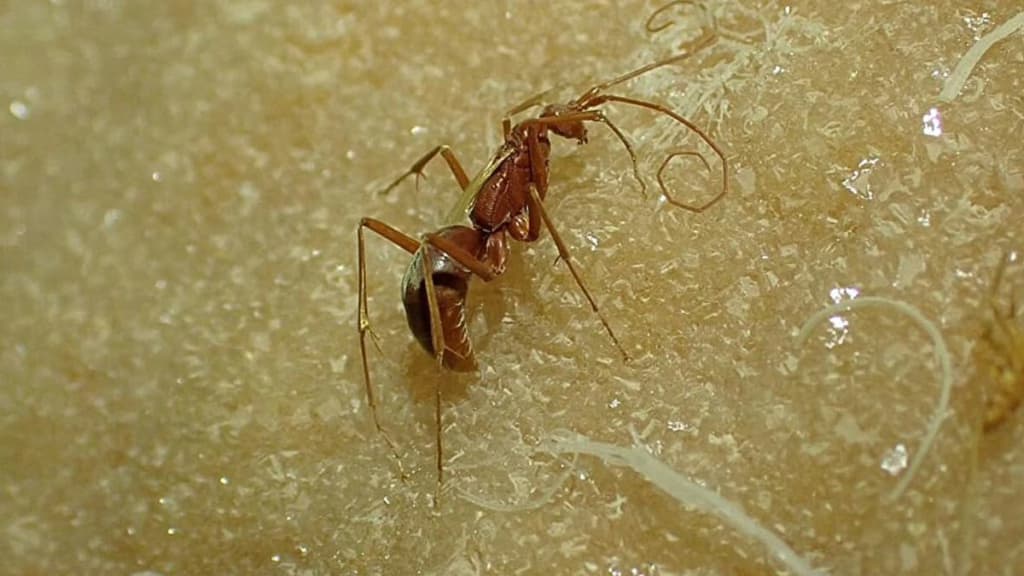 Австралійська печера відкрила загублений світ