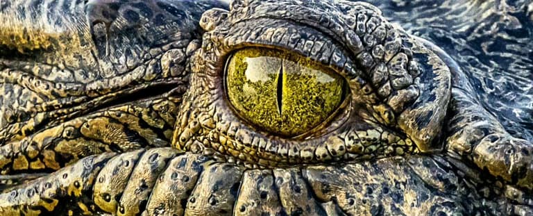 Вчені відкрили давнього крокодила і знайшли всередині те, чого ніхто не очікував