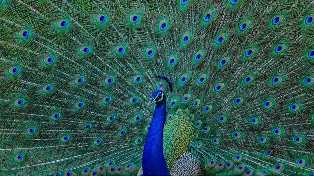 Вчені з’ясували, що павичі здатні запускають жовто-зелені «лазери» з пір’я