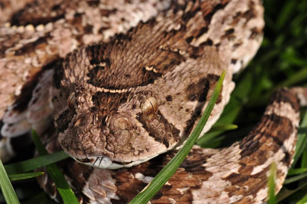 Найнебезпечніша змія Африки може стати союзником фермерів