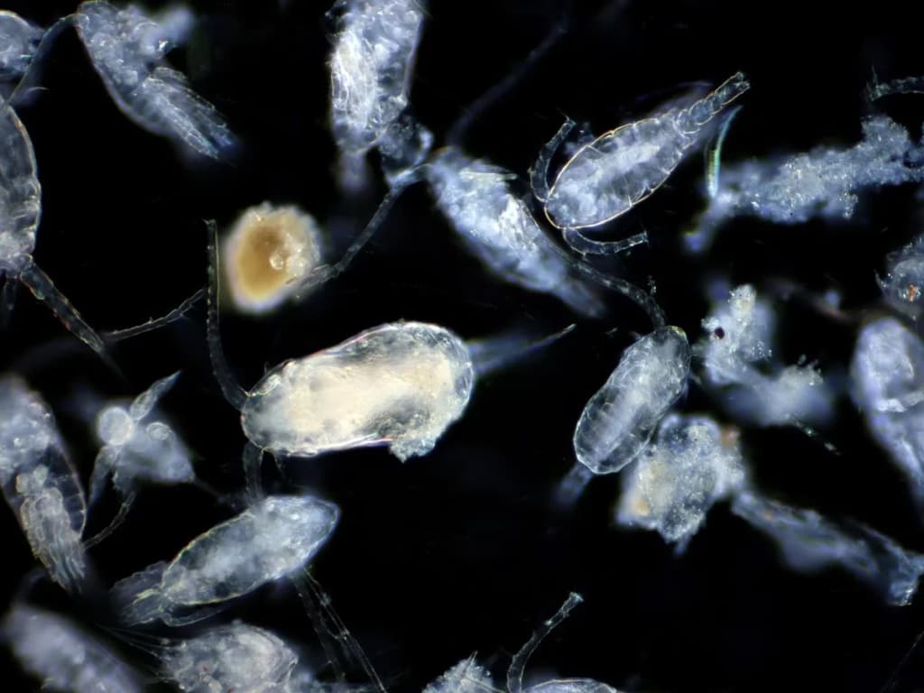 Вчені не можуть знайти дорослу форму загадкової істоти