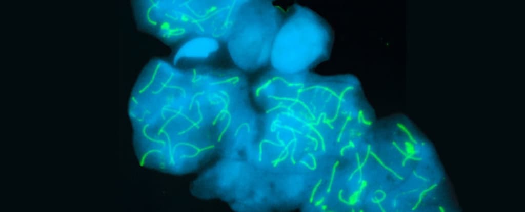 Дивна істота має 229 пар хромосом, що є рекордом у світі тварин