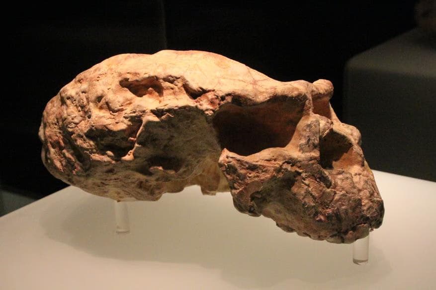 Реконструкція стародавнього черепа з Китаю змінює уявлення про еволюцію людини