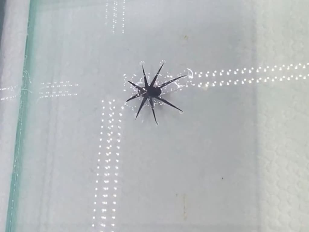 Вчені створили роботів, які ходять по воді як комахи