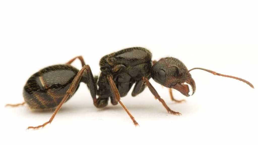 Вчені виявили істоту, що народжує потомство двох різних видів