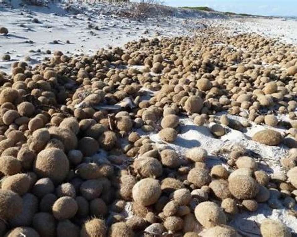Дивні кулі на узбережжях: як природні утворення можуть рятувати океан