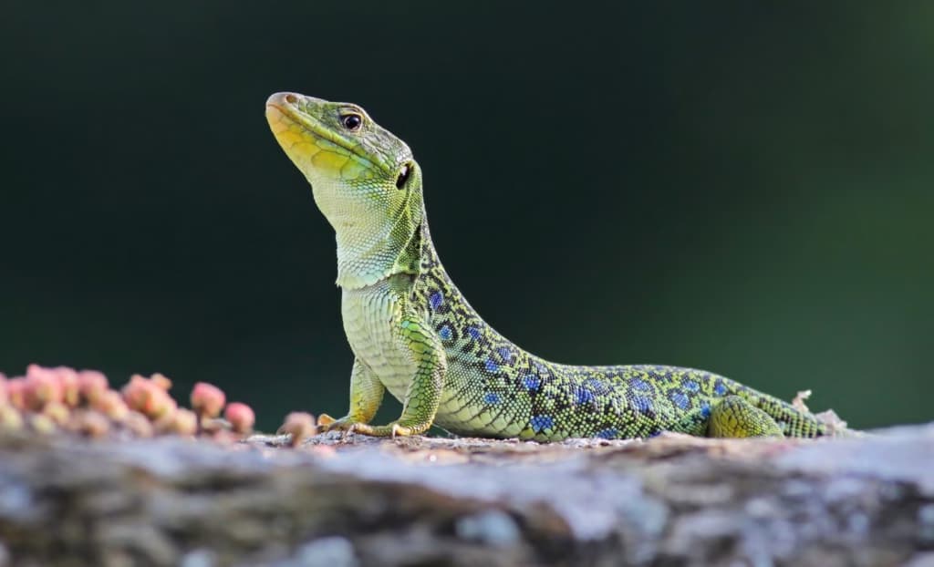 Ящірки у містах стають соціальнішими, ніж у дикій природі