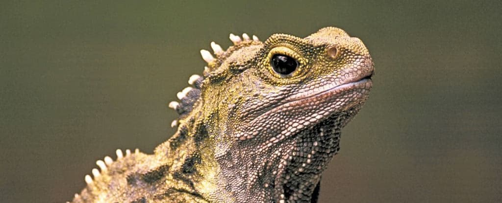 Вчені виявили істоту, яка існувала до динозаврів