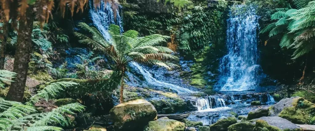 Тропічні ліси Австралії перестали поглинати вуглець — вчені б’ють на сполох