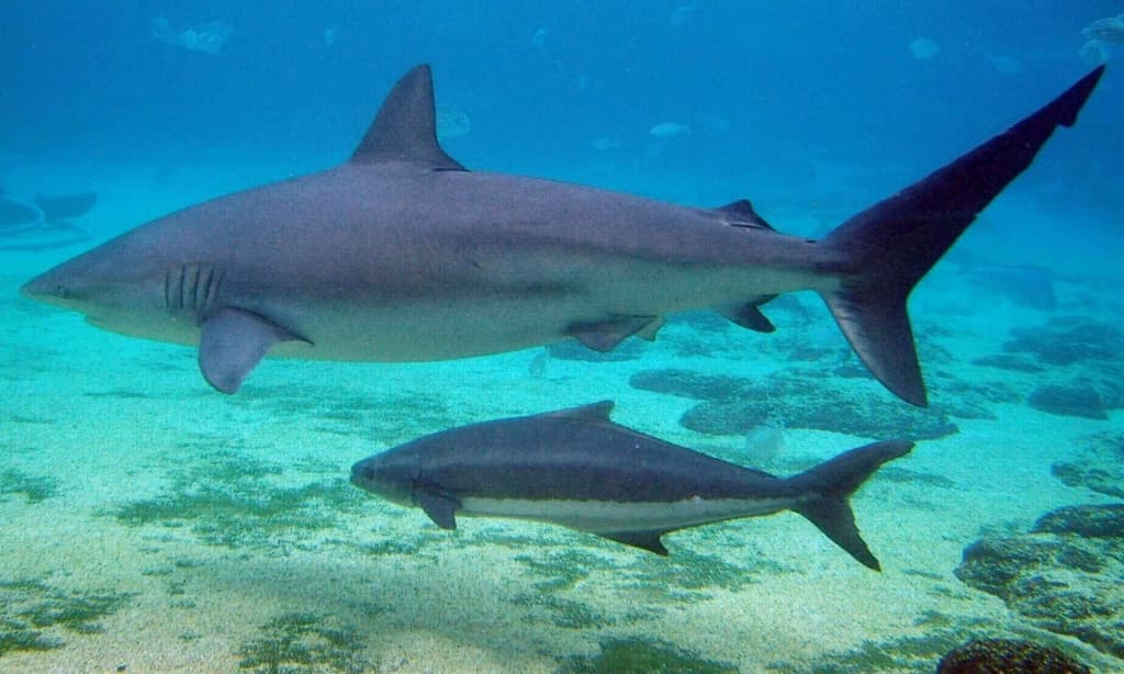 Вчені розкрили, чому “нешкідливі” акули вперше в історії напали на плавця