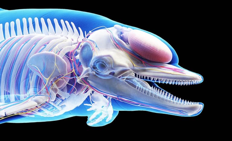 Вчені знайшли хімічні речовини з електронних відходів у мозку дельфінів