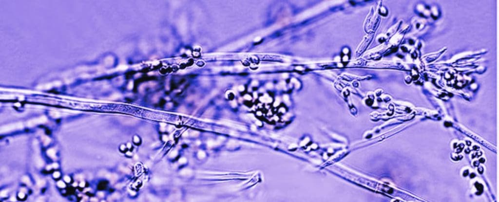 Вчені створили «живу» пов’язку з грибів для швидшого відновлення шкіри