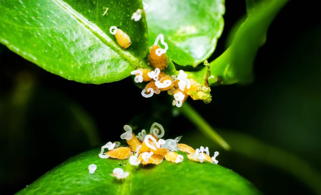 Науковці виявили невідому раніше структуру в живому організмі