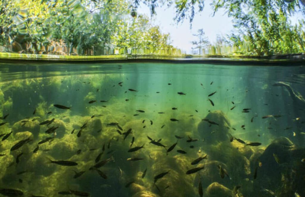 Вчені попереджають про масове зникнення риб і амфібій