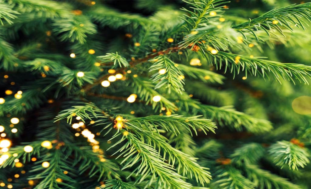 Вчені довели: дерева можуть “вирощувати” золото