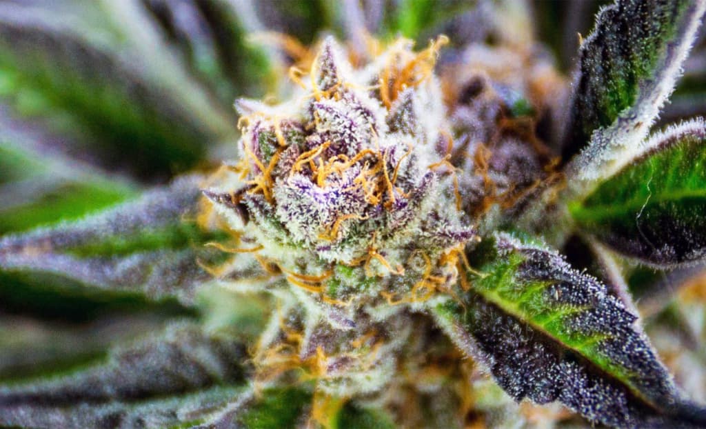 Наука попереджає: канабіс може змінювати генетичний код і роботу клітин