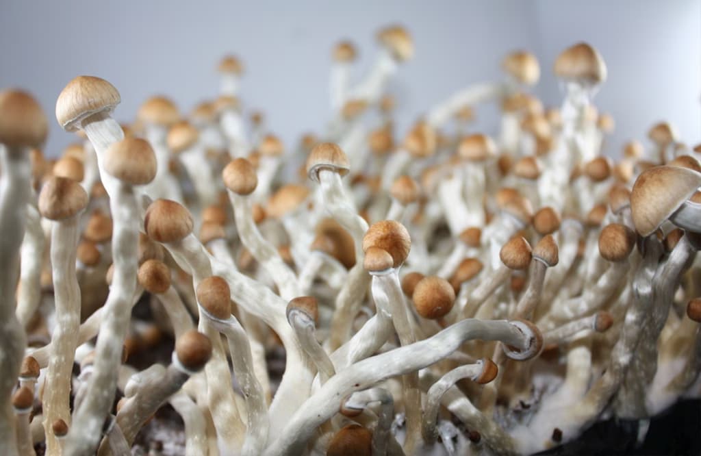 Вчені створюють комп’ютери, здатні вирощувати пам’ять з грибного міцелію