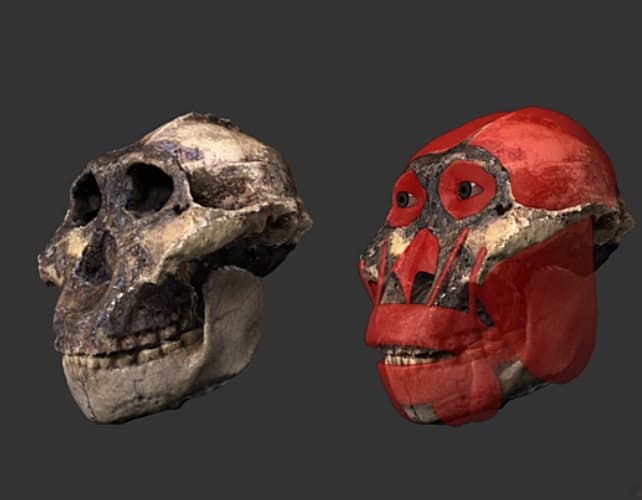 Вчені виявили давнього родича людини там, де його не очікували