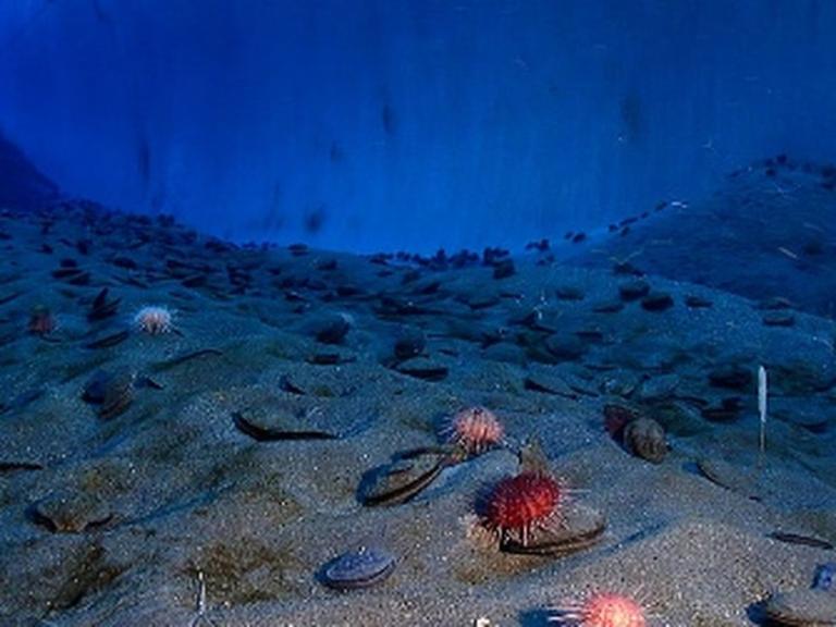 Несподіване відкриття показує, як мікроби подорожують із суші до моря