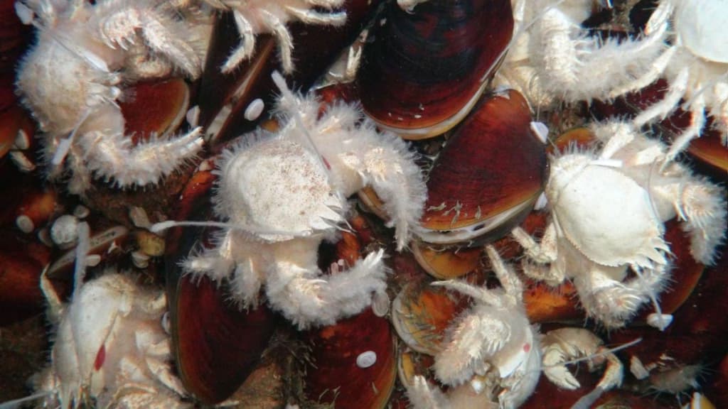 Вчені натрапили на океанську аномалію на глибині понад 1300 метрів