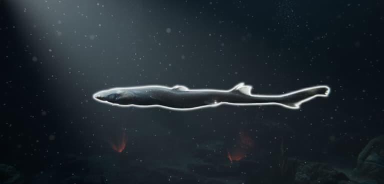 Вчені відкрили новий вид акули, що світиться