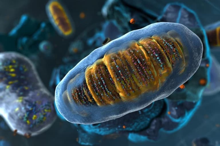 Вчені з’ясували: поширений нутрієнт різко підвищує енергію клітин