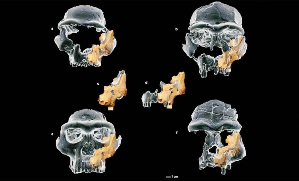 Вчені відкрили найдавніше людське обличчя Європи
