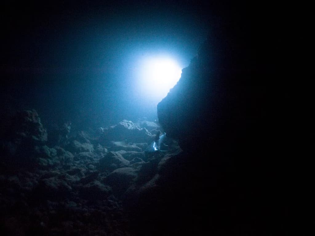 Вчені відкрили нового хижака в найглибших водах планети