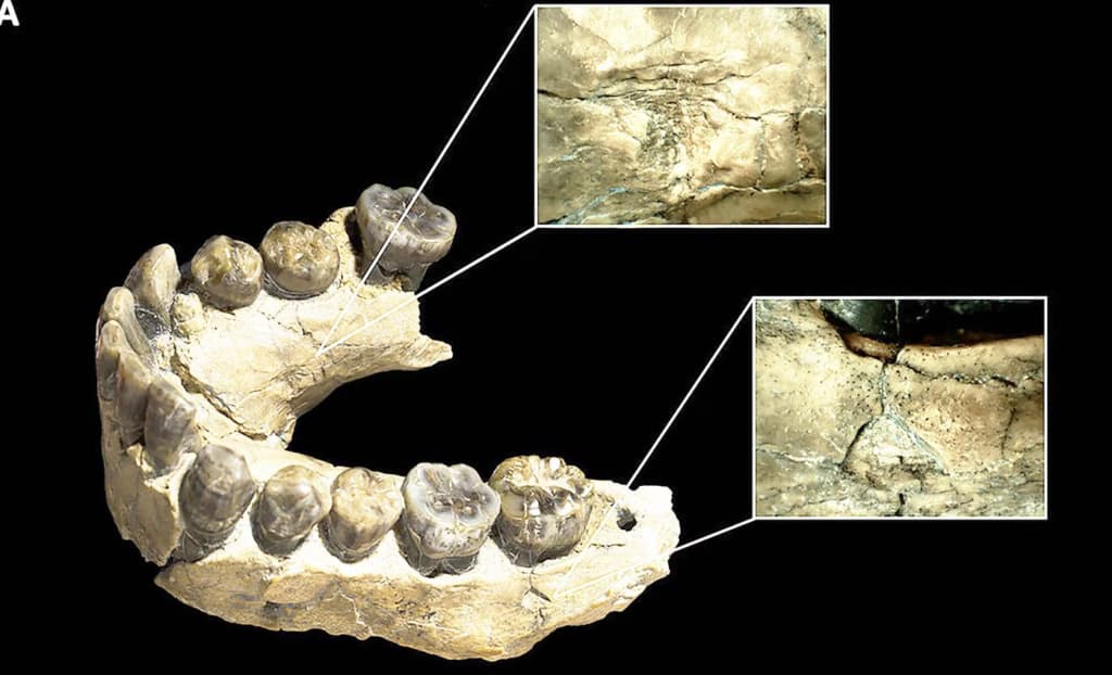 Вчені виявили докази того, що наші предки ставали здобиччю леопардів