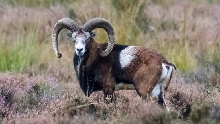 Дослідження ДНК виявляє носія найдавнішої відомої чуми у світі