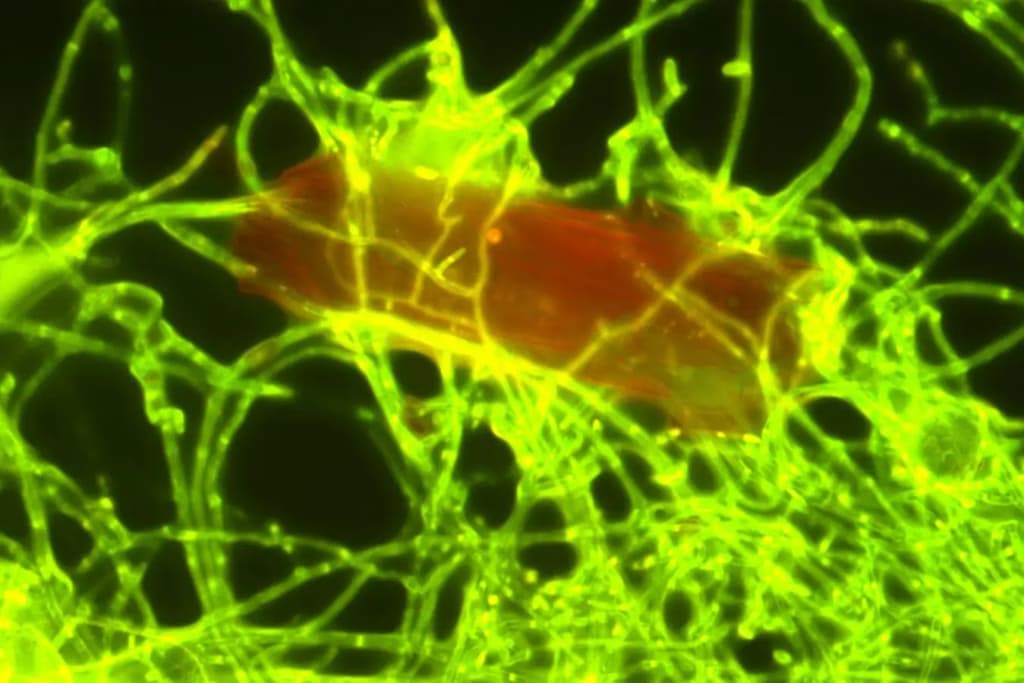 Вчені навчили морські гриби переробляти відходи із пластику