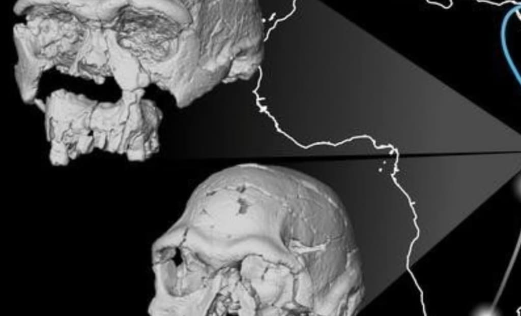 Віртуальна реконструкція черепа відкрила несподівані риси давнього предка людини