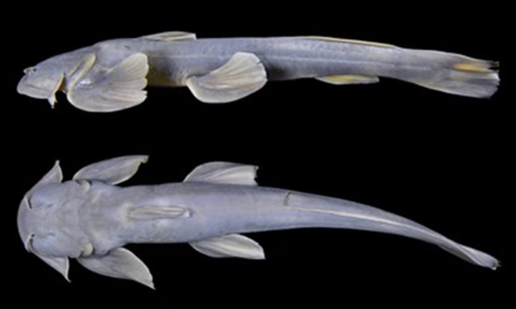 Вчені виявили новий вид сома в гірських річках Тибету