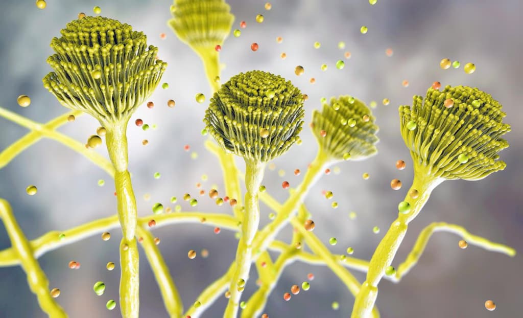 Смертельний грибок, що «поїдає зсередини», стрімко поширюється світом