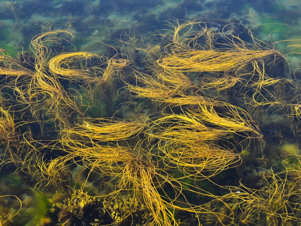 Таємничі кола в морі біля Шотландії зацікавили науковців