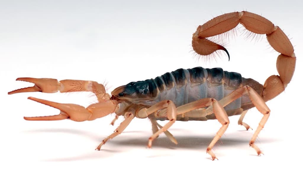 Вчені навчилися прогнозувати місця укусів скорпіонів