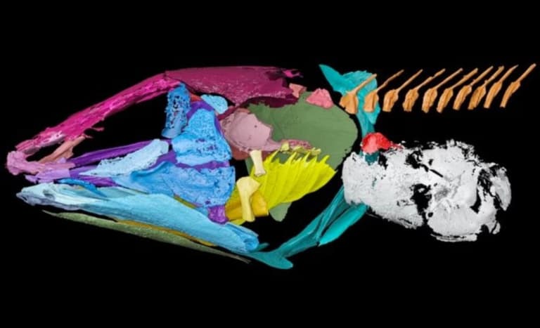 Вчені з’ясували, що стародавні риби могли чути під водою за допомогою легень