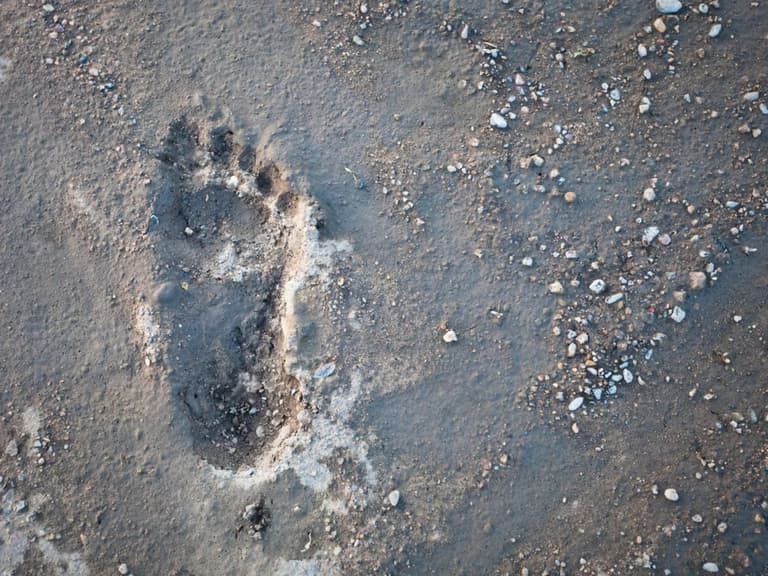 Історичний слід: у Шотландії знайшли 2000-річні відбитки, які природа стерла за два дні