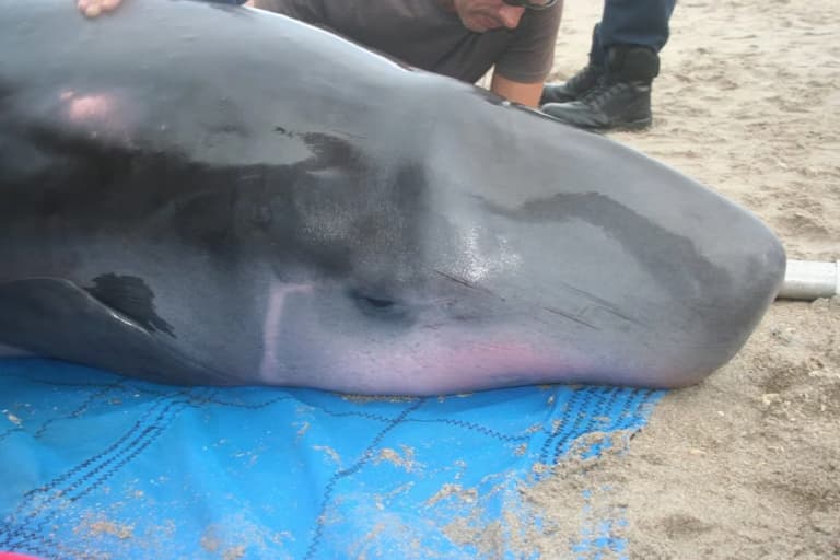 Вчені виявили нові бактерії в організмі одного з найрідкісніших китів океану