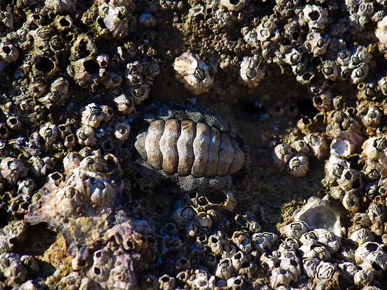 Вчені випадково відкрили новий вид «живої викопної» істоти