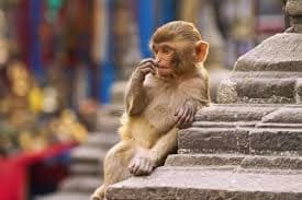 Вчені з’ясували, як дикі тварини адаптуються до міського середовища